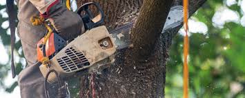 How Our Tree Care Process Works  in  Amery, WI