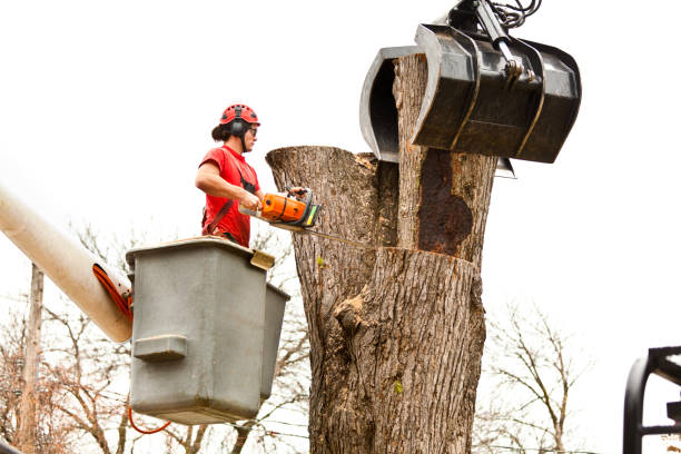 Mulching Services in Amery, WI